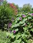 morning glories growing in the compost bin